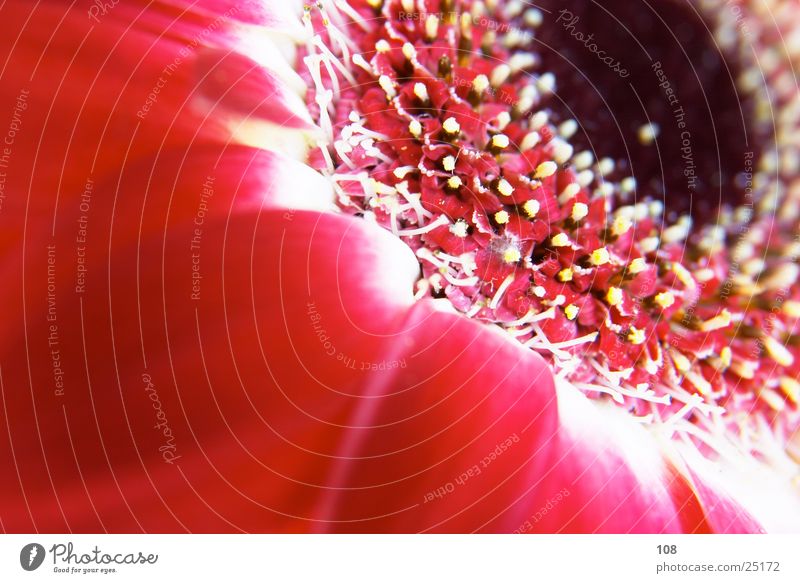pushpa Flower Decoration Red Background picture Poster Blossom Macro (Extreme close-up) Detail flyer poster Pollen