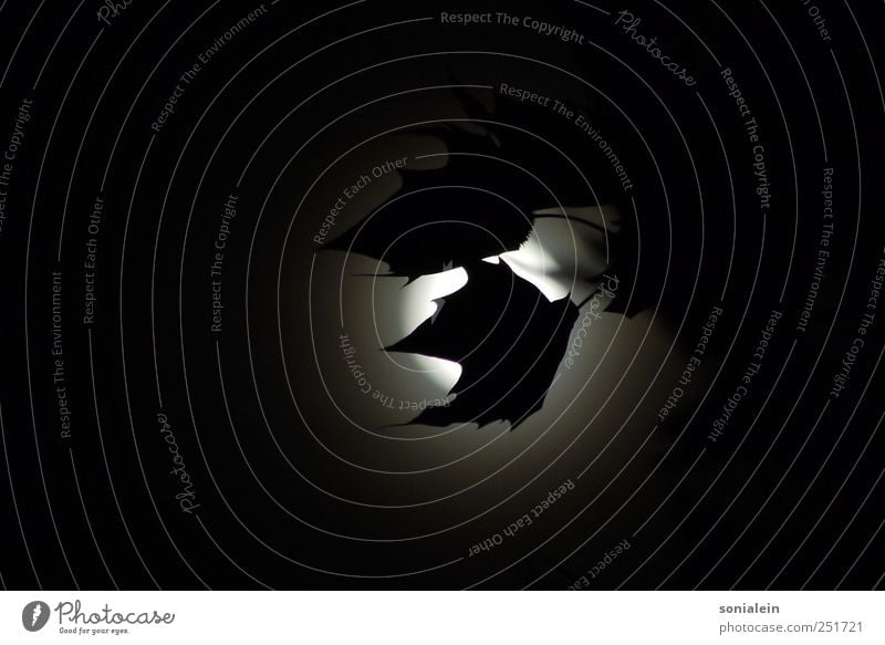 Moonlight and plane leaves Plant Night sky Full  moon Tree Leaf Dark Creepy Beautiful Gray Black White Romance Calm American Sycamore Colour photo