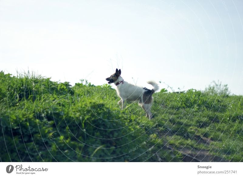 Come play! Environment Nature Earth Sky Cloudless sky Sunlight Grass Meadow Hill Animal Dog 1 Hunting Playing Green Colour photo Exterior shot Deserted