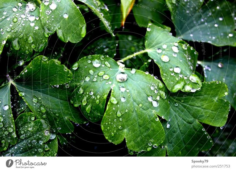 raindrops Plant Drops of water Weather Rain Leaf Foliage plant Wet Green Colour photo Exterior shot Close-up Deserted Reflection
