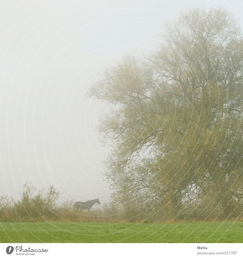 morning horse Environment Nature Fog Tree Meadow Animal Horse 1 Stand Gray Green Serene Calm Stagnating Time Pasture Colour photo Exterior shot Deserted