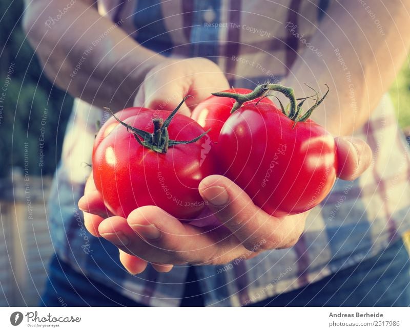 tomato harvest, man with fresh tomatoes Vegetable Nutrition Organic produce Vegetarian diet Diet Healthy Eating Summer Human being Hand Garden Love farming