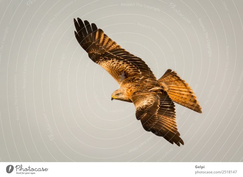 Awesome bird of prey in flight Nature Animal Sky Bird Wing Flying Speed Wild Blue Gold White wildlife raptor predator kite Story sunny Feather Prey Red kite