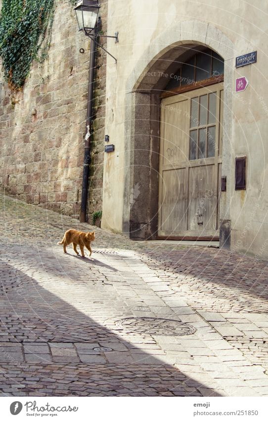 Turmgasse with Büsi Village House (Residential Structure) Wall (barrier) Wall (building) Pet Cat 1 Animal Going Cobblestones Paving stone Alley Morning