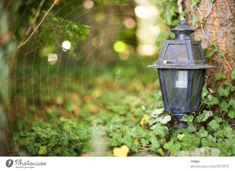 old garden Outside lights Lamp Nature Autumn Tree Bushes Ivy Garden Park Cemetery Wood Glass Metal Old Dirty Green Black End Apocalyptic sentiment Death Grief
