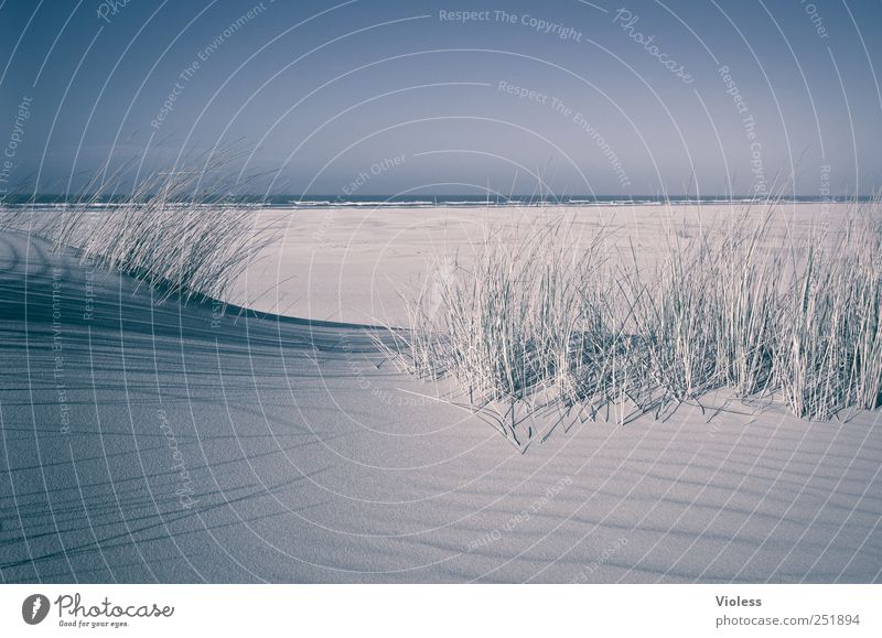 Spiekeroog ...last but not least Landscape Sand Beach North Sea Island Relaxation To enjoy Dune Marram grass Colour photo Exterior shot Light Shadow Sunlight