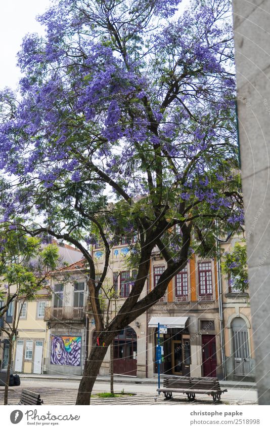 Blossoming Old Town Vacation & Travel City trip Tree Porto Portugal Downtown Old town Deserted House (Residential Structure) Wall (barrier) Wall (building)