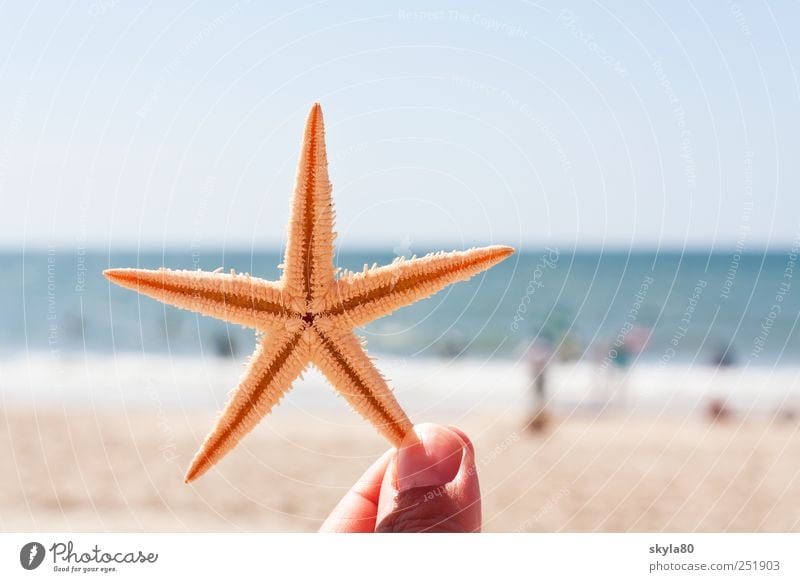 holiday greetings Vacation & Travel Summer Beach Ocean Starfish Relaxation Fingers To hold on Marine animal Star (Symbol) Summer vacation Beach vacation Thorny