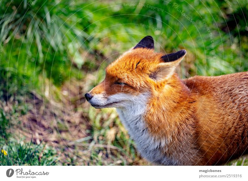Gretchen Fox Animal - a Royalty Free Stock Photo from Photocase