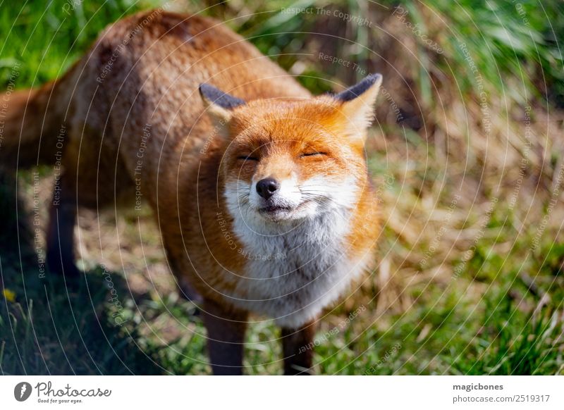 Little vixen Fox Animal - a Royalty Free Stock Photo from Photocase