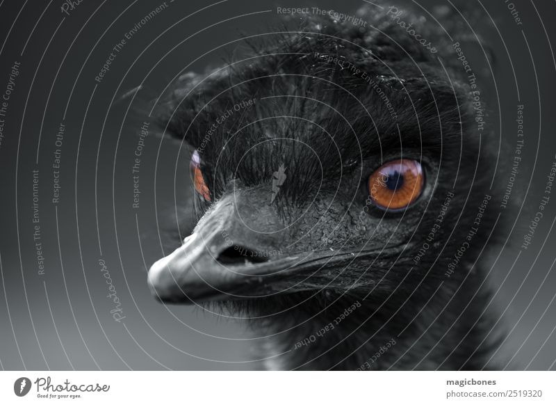 Close up image of an Emu, Dromaius novaehollandiae, with selective colours emu orange eyes close portrait black white head flightless bird penetrating feathers