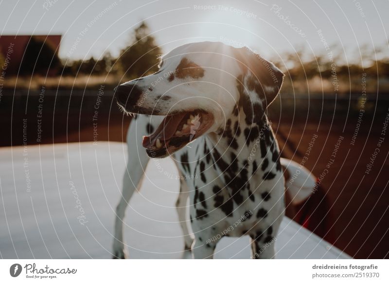 Dalmatian at sunset Sun Sunrise Sunset Sunlight Summer Beautiful weather Animal Pet Dog 1 Observe Discover Stand Wait Uniqueness Natural Curiosity Cute