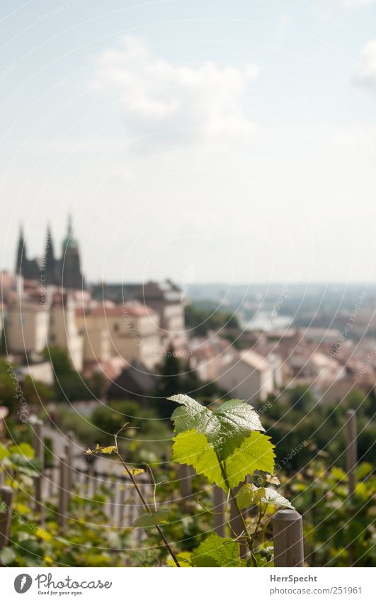 castle mountain wine Sky Clouds Plant Leaf Foliage plant Agricultural crop Vine Vineyard Wine growing Hill Capital city Old town Skyline Tourist Attraction