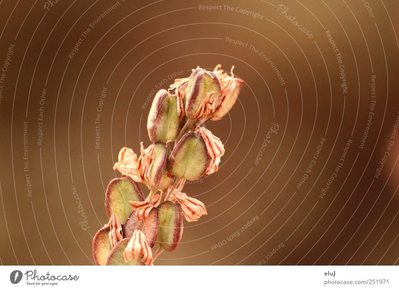 brown stuff Nature Plant Wild plant Animal 1 Embrace To dry up Gloomy Dry Brown Green Red Calm Tick Beige Seed Colour photo Subdued colour Exterior shot