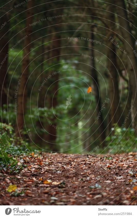 Falling Leaf In Autumn Forest A Royalty Free Stock Photo From Photocase