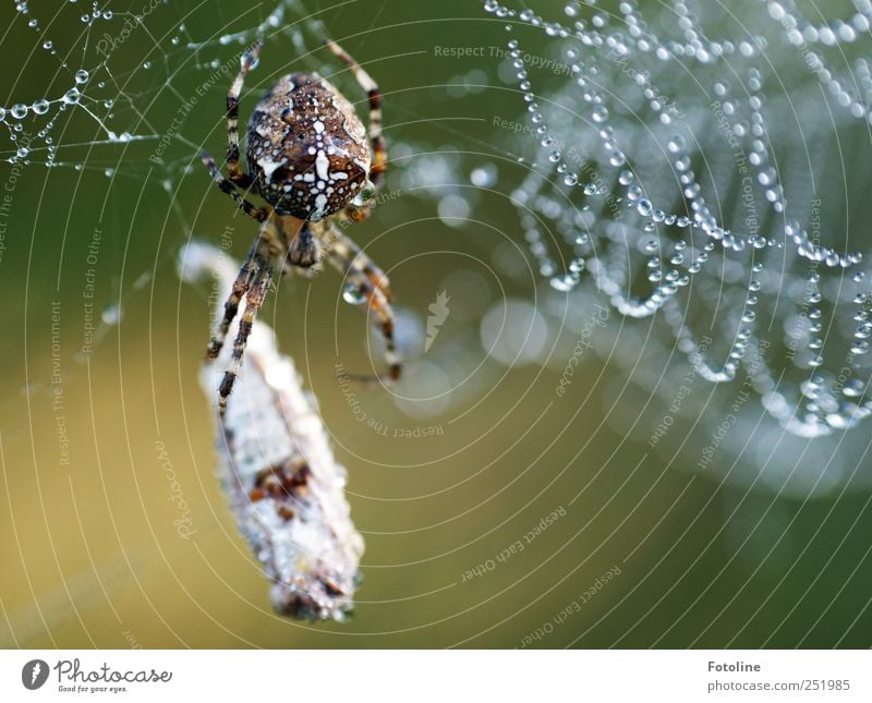 'In' champagne breakfast Environment Nature Animal Elements Water Drops of water Wild animal Spider Catch Wet Natural Cross spider To feed Prey Colour photo