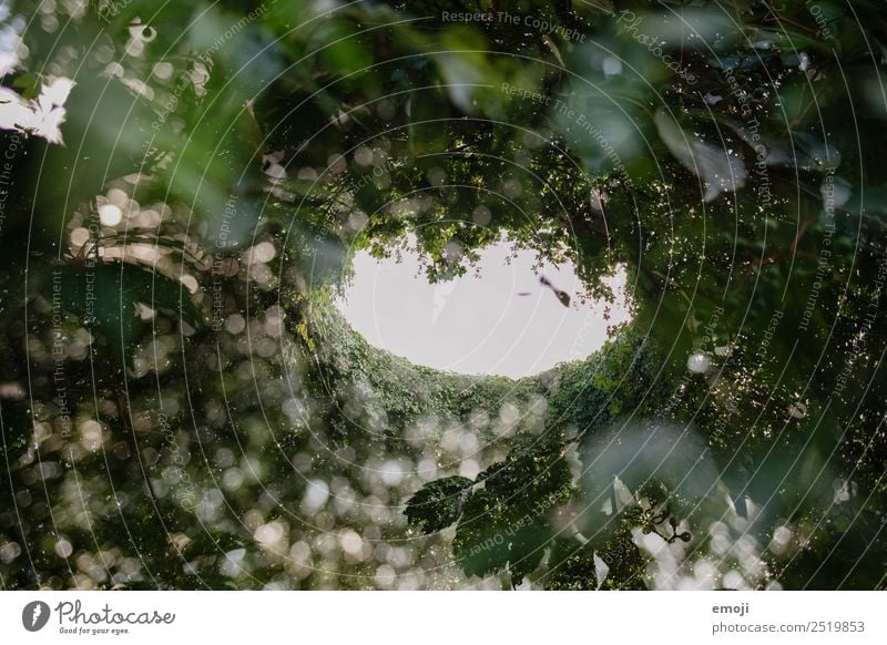 double exposure Environment Nature Plant Tree Foliage plant Forest Natural Green Double exposure Colour photo Exterior shot Experimental Abstract Pattern