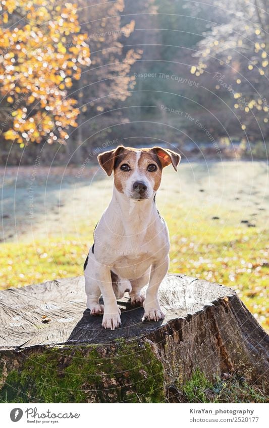 Adorable jack russell terrier dog sitting on old stump Happy Leisure and hobbies Playing Adults Nature Animal Autumn Weather Grass Leaf Park Forest Pet Dog Sit