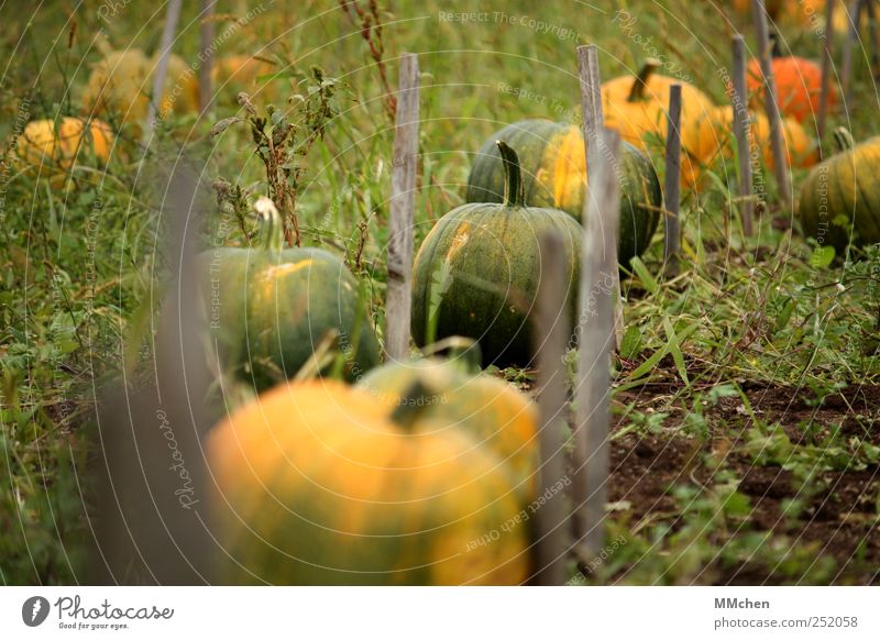 harvest time Food Vegetable Pumpkin Pumpkin time Earth Foliage plant Agricultural crop Garden Meadow Field Lie Growth Round Multicoloured Yellow Green Mature