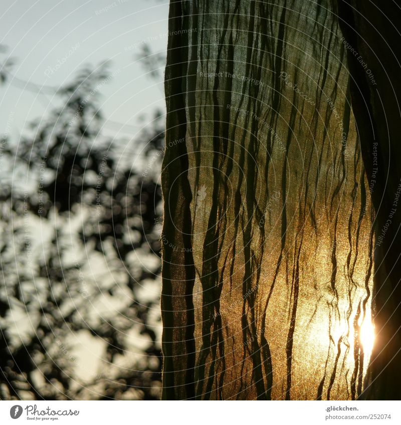 autumn green Autumn Tree Garden Scarf Gold Green Warm-heartedness Moody Colour photo Subdued colour Exterior shot Detail Evening Light Sunlight Back-light