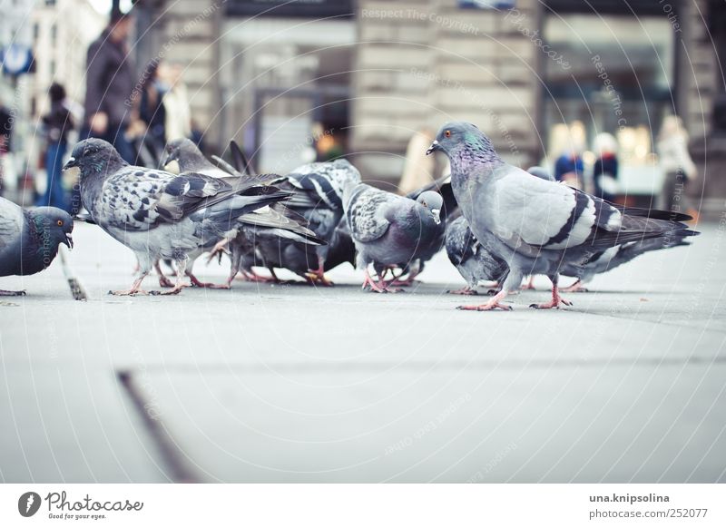pigeon's eye view Vienna Austria Places Marketplace Animal Wild animal Bird Pigeon Wing Feather Group of animals Flock Concrete Observe To feed Natural Town