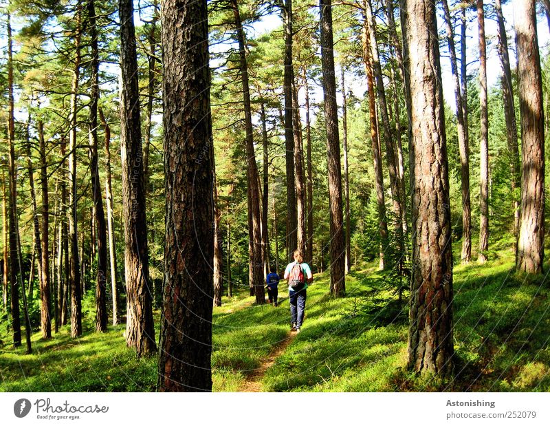 Hike in the forest Human being Masculine 2 Environment Nature Landscape Plant Earth Summer Weather Beautiful weather Tree Grass Bushes Moss Forest Going Tall