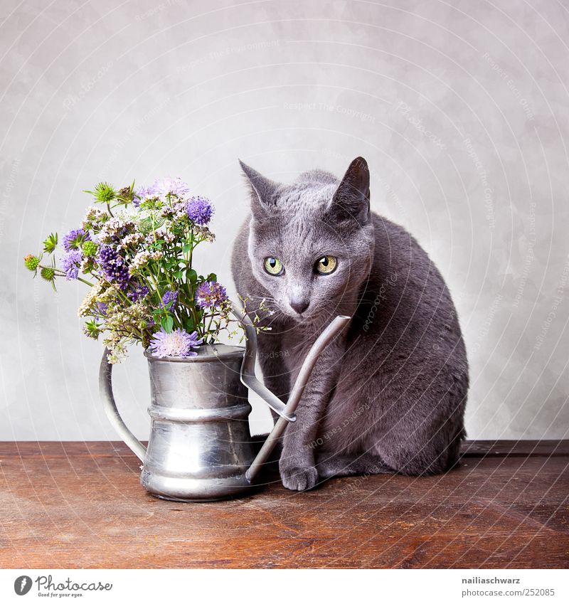 Still life with cat Interior design Decoration Plant Flower Wild plant Meadow flower Animal Pet Cat russian blue Short-haired 1 Watering can Observe Blossoming