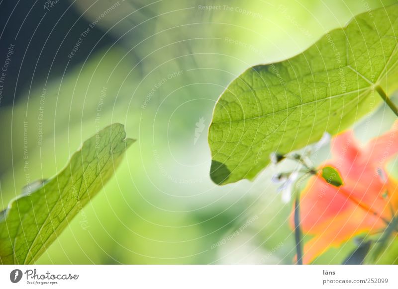 encounter Environment Plant Leaf Blossom Garden Touch Blossoming Green Nasturtium Colour photo Exterior shot Copy Space top Day Contrast Shallow depth of field