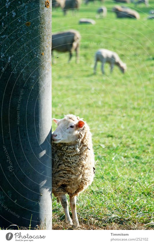 [CHAMANSÜLZ 2011] - Bye then! Organic produce Leisure and hobbies Vacation & Travel Nature Animal Beautiful weather Meadow Swabian Jura Farm animal Animal face