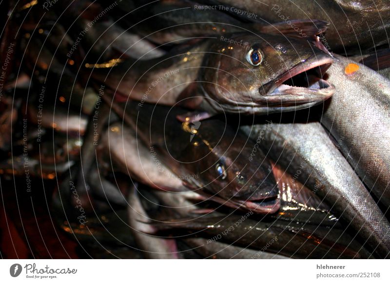 Fish Catch Food Seafood Lunch Dinner Fishing (Angle) Ocean Industry Nature Animal Fresh Large Death fish catch Fin silver market raw healthy head eye tail