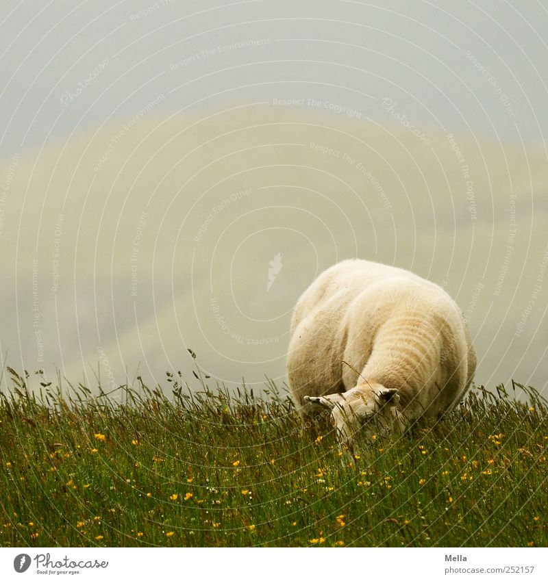 shaft day Environment Nature Landscape Meadow Animal Farm animal Sheep 1 To feed Sustainability Green Individual Colour photo Exterior shot Deserted Day