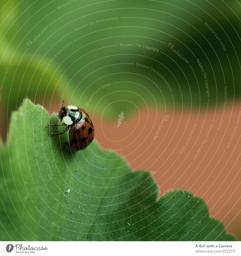 ladybug invasion Nature Animal Garden Ladybird Beetle Insect 1 Movement Crawl Glittering Beautiful Small Wild Red Search Leaf Subdued colour Exterior shot