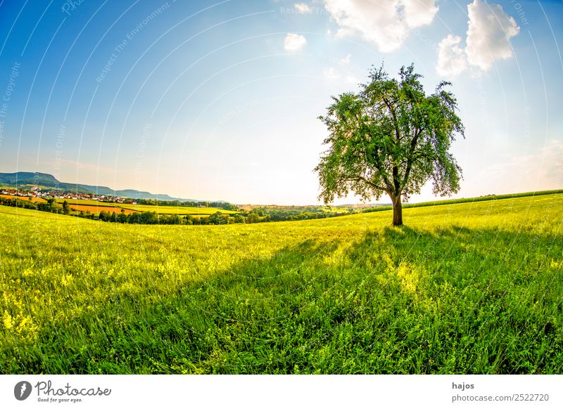 Pear tree in a meadow with Swabian Alb in the background Nature Sky Sun Summer Tree Meadow Hill Mountain Idyll Meadow flower Foliage plant Land Feature