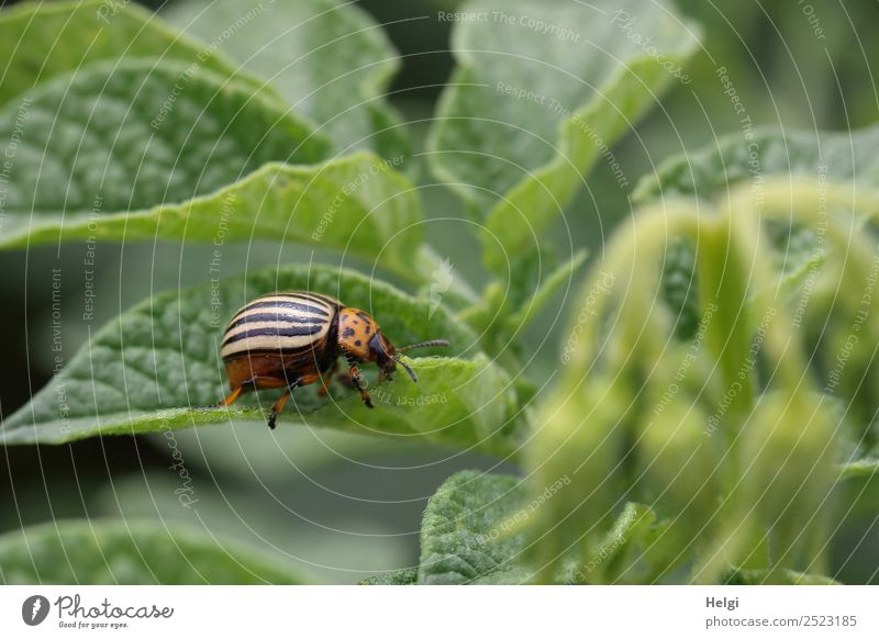 another potato beetle Environment Nature Plant Animal Summer Leaf Agricultural crop Potatoes Field Beetle Colorado beetle 1 To feed Crawl Authentic Small