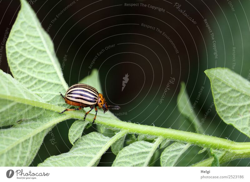 potato beetle Environment Nature Plant Animal Leaf Agricultural crop Potatoes Field Beetle Colorado beetle 1 Crawl Small Natural Brown Yellow Green Black Life
