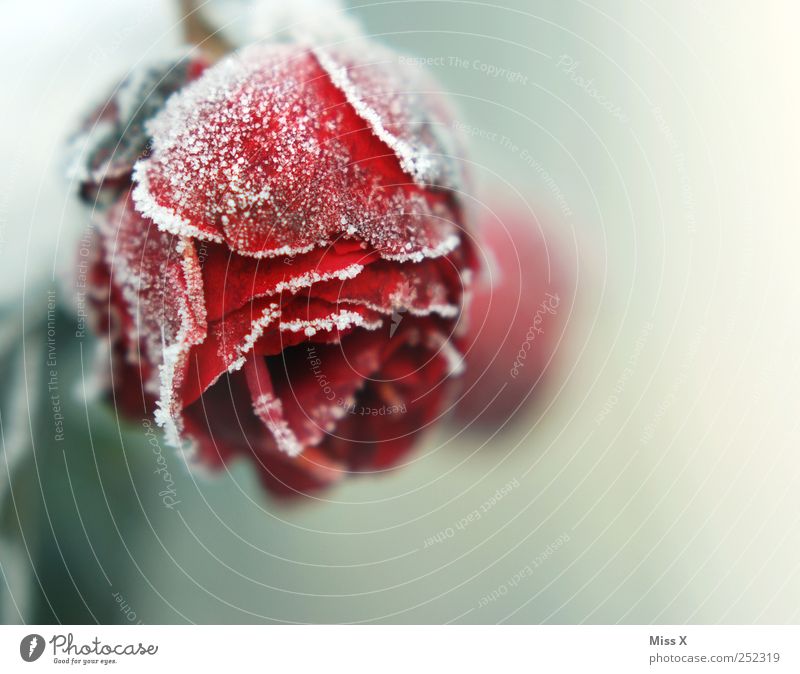 freezing Autumn Winter Bad weather Ice Frost Rose Leaf Blossom Freeze Cold End Decline Transience Hoar frost Snow crystal Rose leaves Rose blossom Red