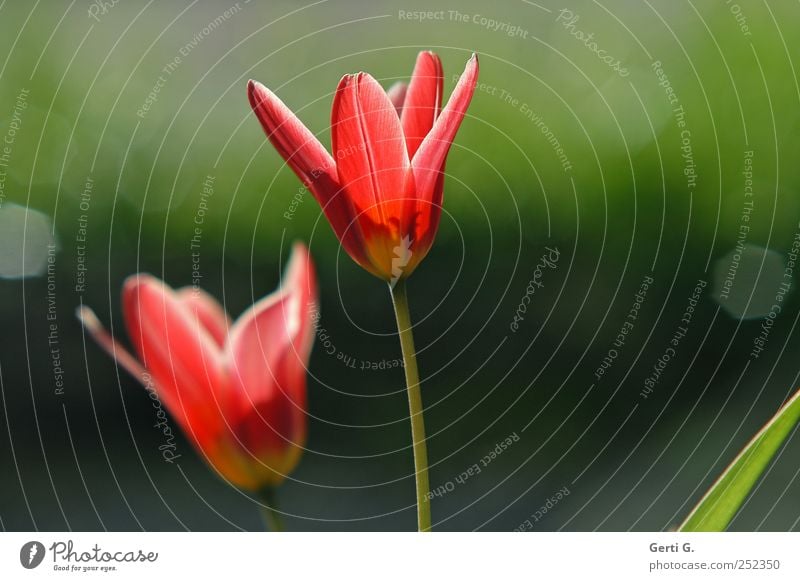 two red tuples against a dark green blurred background Nature Plant Sunlight Beautiful weather Flower Tulip Blossom Green Red Illuminate Reflection Colour photo