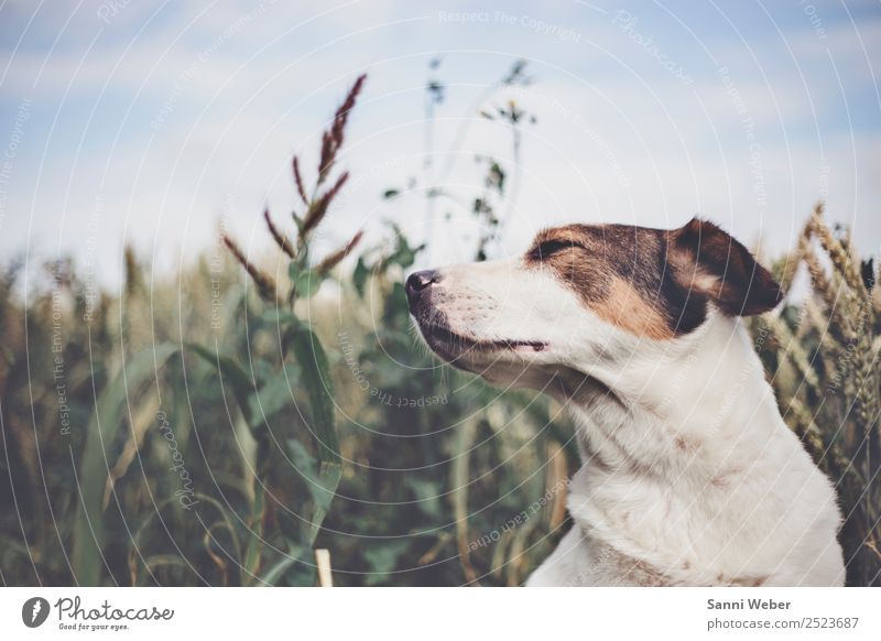 dogs love summer Nature Sky Summer Beautiful weather Warmth Agricultural crop Field Animal Pet Dog Animal face 1 To enjoy Brown Black White Emotions Moody Life