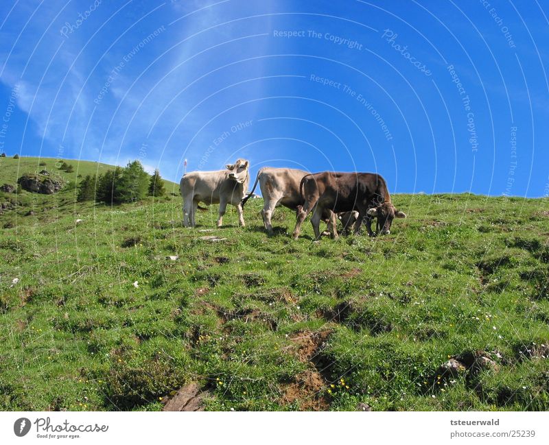 Three cows and a sky that turns blue Cow Bull Grass Sky Blue Pasture