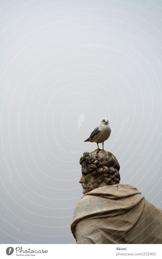 gull on its head Art Museum Sculpture Culture Animal Bird 1 Esthetic Brown Gray Silver White Might Past Seagull Antiquity Paris Philosopher Statue Greece Roman