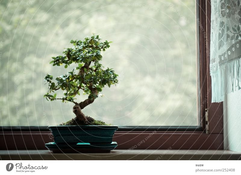 At the window Harmonious Contentment Calm Leisure and hobbies Art Culture Plant Air Tree Window Growth Small Green Serene Wisdom Peace Religion and faith Bonsar