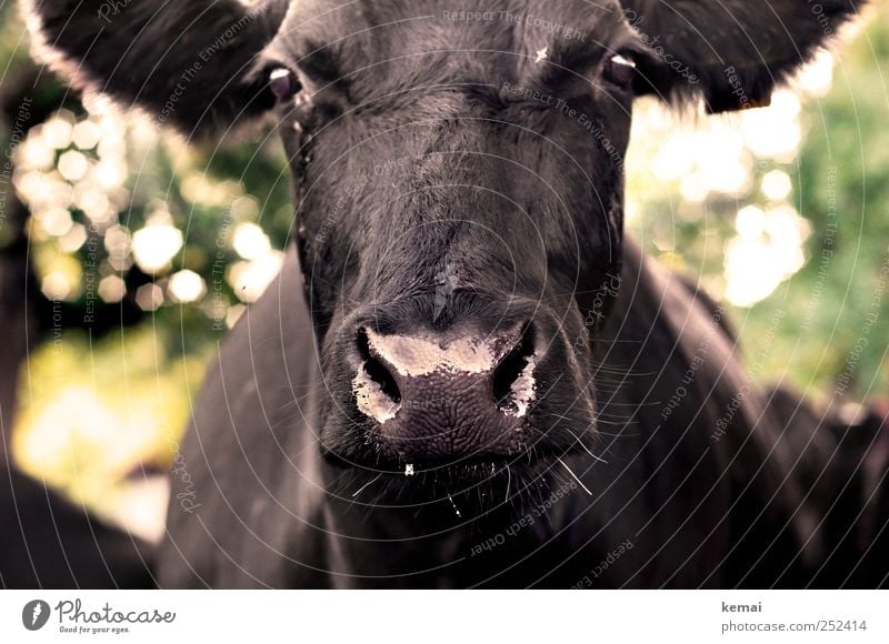 [CHAMANSÜLZ 2011] Dripping animal Animal Farm animal Animal face Pelt Cow Cattle Nostrils Nose Eyes Glittering Large Wet Black Impressive brash trickling