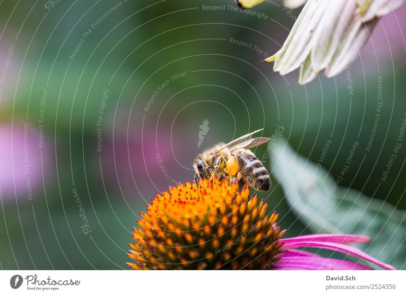 Bee on a flower Nature Plant Animal Flower Blossom Wild animal Wing Hair Insect Work and employment Touch To feed Crawl Near Yellow Green Violet Orange Diligent