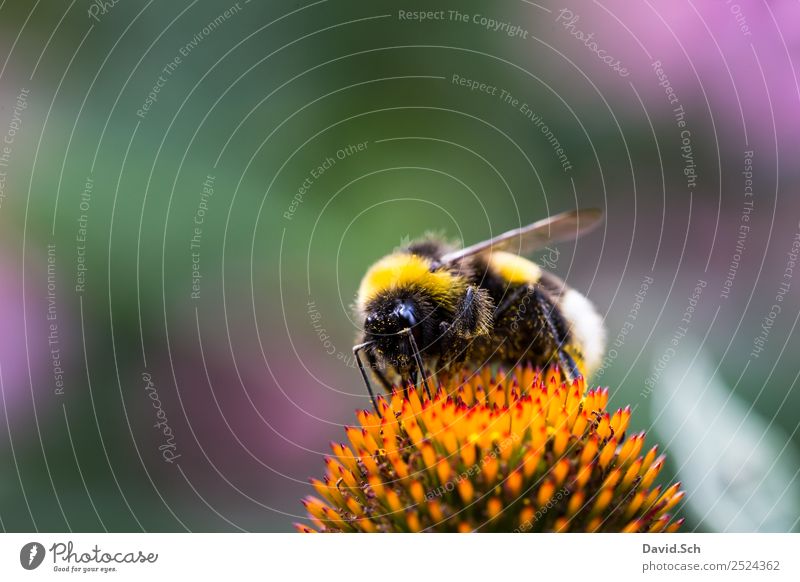 Bumblebee on a flower Nature Plant Animal Flower Blossom Pollen Wild animal Bumble bee Hair Insect Eyes 1 Work and employment Touch To feed Crawl Yellow Green
