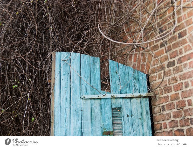 overgrown Plant Bushes Wild plant Hut Barn Wall (barrier) Wall (building) Door Stone Wood Brick Old Growth Idyll Weathered Overgrown Blue Flake off Muddled
