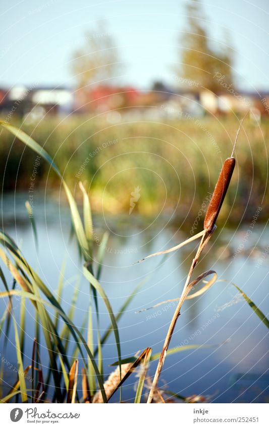 house on the lake Trip Living or residing Nature Landscape Plant Water Autumn Grass Common Reed Meadow Lakeside Bog Marsh Pond Village Small Town