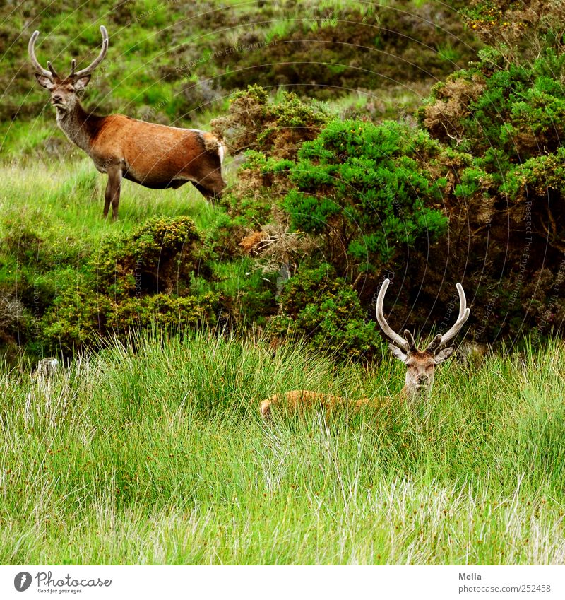Moin. Environment Nature Landscape Plant Animal Grass Meadow Wild animal Red deer Deer Antlers 2 Looking Stand Free Natural Curiosity Highlands Scotland