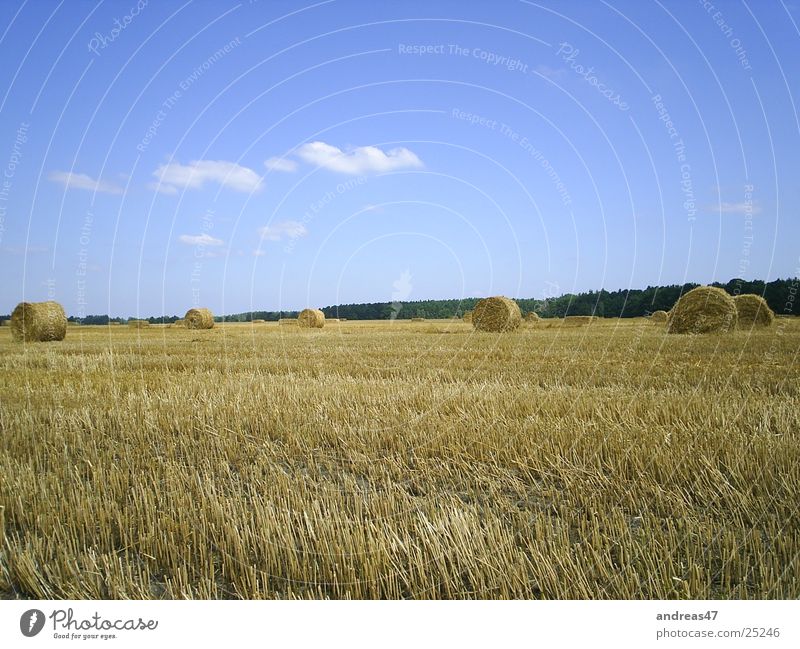 harvest time Field Straw Agriculture Bale of straw Harvest Grain