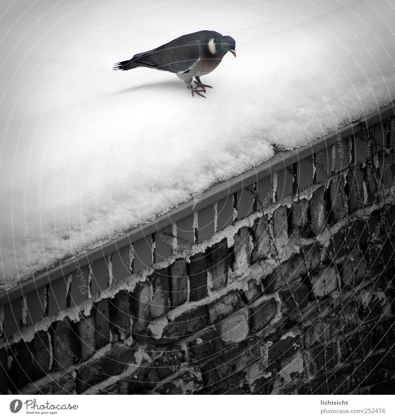 "Fucking cold, I'm jumping!" Winter Weather Ice Frost Snow Wall (barrier) Wall (building) Roof Animal Bird Pigeon 1 Cold Jump Corner Edge Queer fish Tilt Brick