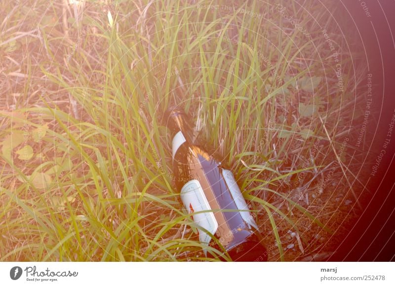 illegally disposed Beverage Alcoholic drinks Beer Bottle Nature Grass Bottle of beer Glass Lie Simple Glittering Gloomy Brown Green Vice Happiness Thirst